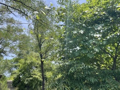 Ampelopsis humulifolia