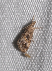 Euchromius cambridgei