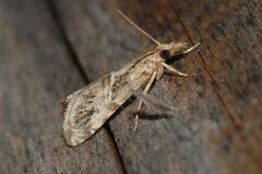 Euchromius cambridgei