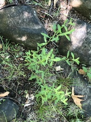 Magnoliopsida