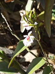 Epidendrum calanthum