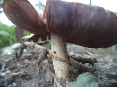 Agaricus