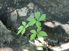 Parthenocissus quinquefolia