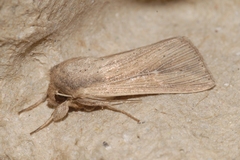 Mythimna congrua