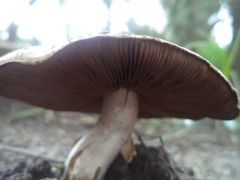 Agaricus