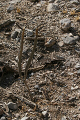 Peniocereus greggii greggii