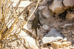 Sceloporus maculosus