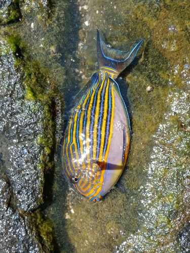 Acanthurus lineatus