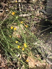 Krigia virginica