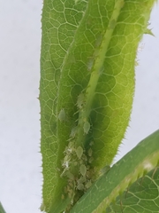 Acyrthosiphon lactucae