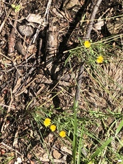 Krigia virginica