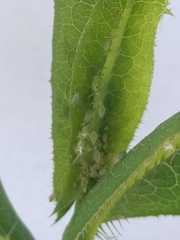 Acyrthosiphon lactucae