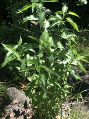 Eupatorium