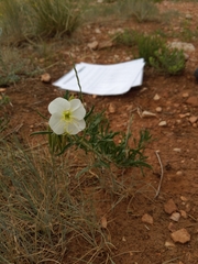 Oenothera nuttallii