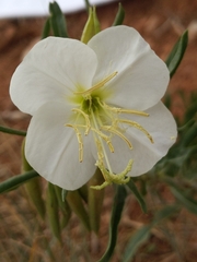 Oenothera nuttallii