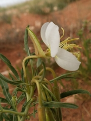 Oenothera nuttallii