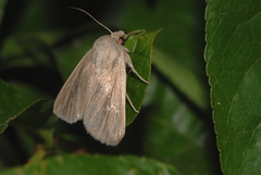 Mythimna congrua