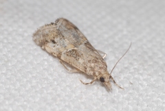 Euchromius cambridgei