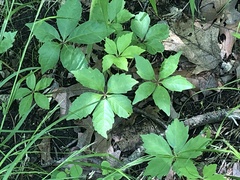 Parthenocissus quinquefolia
