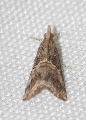 Euchromius cambridgei