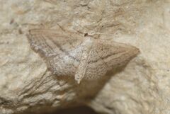 Idaea mediaria