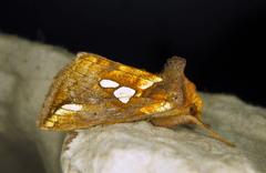 Plusia magnimacula