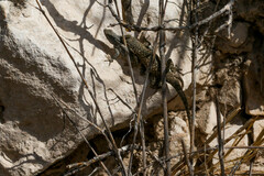 Sceloporus maculosus