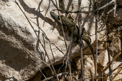 Sceloporus maculosus