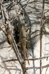 Sceloporus maculosus