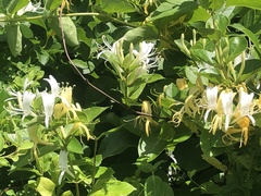 Lonicera japonica