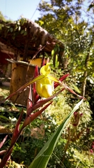 Phragmipedium longifolium
