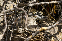 Sceloporus maculosus