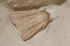 Mythimna congrua