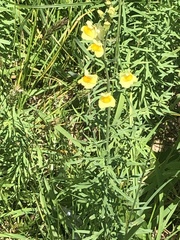 Linaria vulgaris