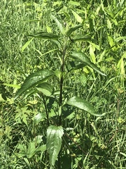 Eupatorium
