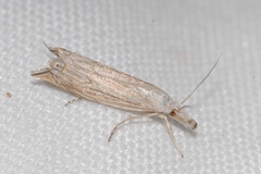 Metacrambus carectellus