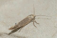 Scythris inertella