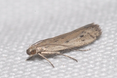 Phycitodes inquinatella