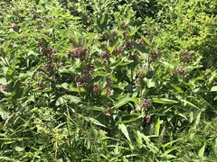 Asclepias syriaca