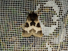 Watsonarctia deserta