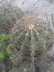 Ferocactus echidne