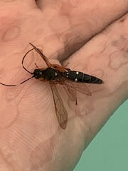 Diphyus quadripunctorius