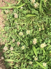 Trifolium repens