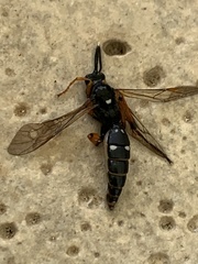 Diphyus quadripunctorius