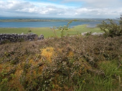 Cotoneaster microphyllus