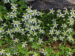 Moehringia ciliata
