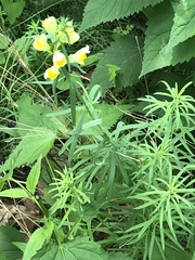 Linaria vulgaris