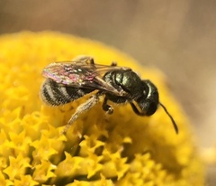 Halictus