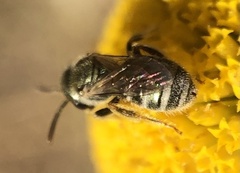 Halictus