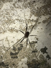 Hadrobunus maculosus